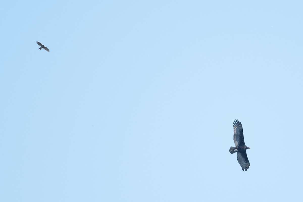 Sharp-shinned Hawk - ML382043501