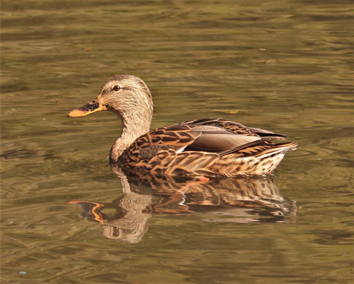 Mallard - Clayton Fitzgerald