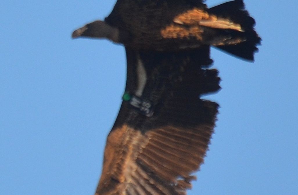 Rüppell's Griffon - ML382043871