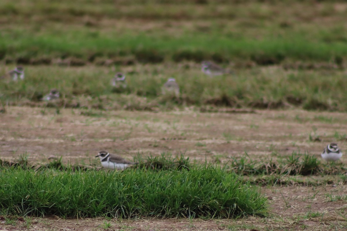 Semipalmated Plover - ML382043961