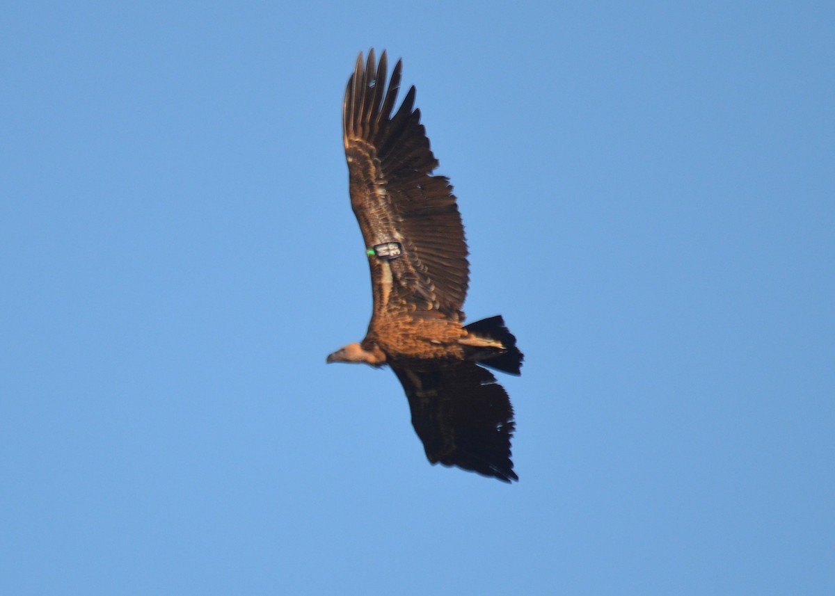 Rüppell's Griffon - ML382044021
