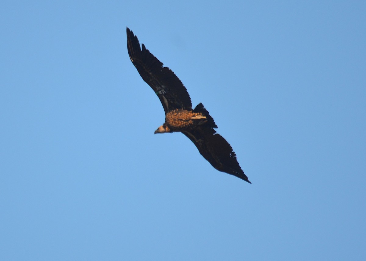 Rüppell's Griffon - ML382044091