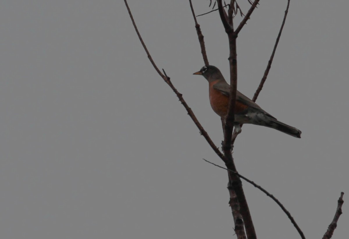 American Robin - ML382046111