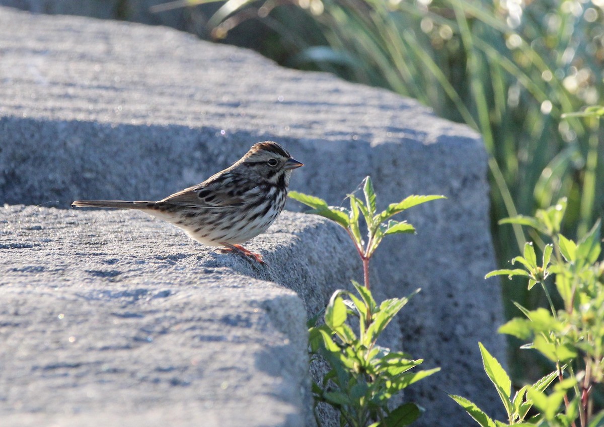 Song Sparrow - ML382046541