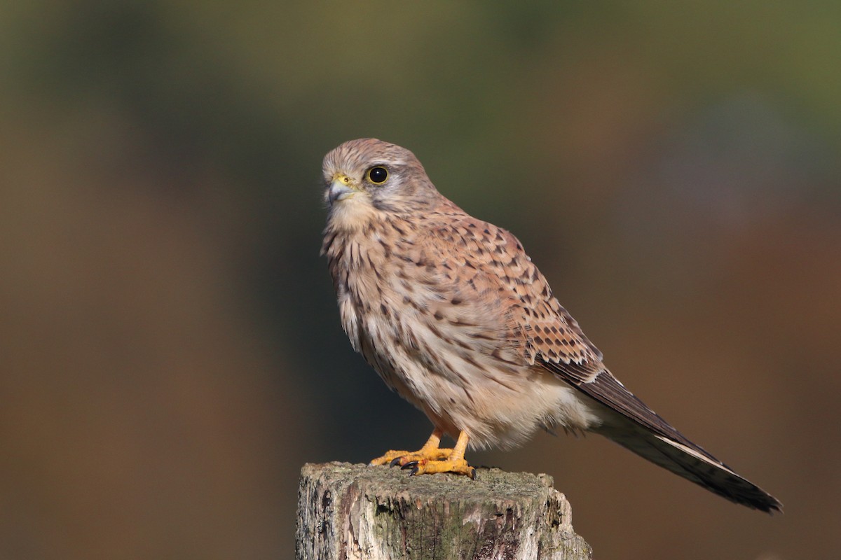 Eurasian Kestrel - Giorgos Drosopoulos