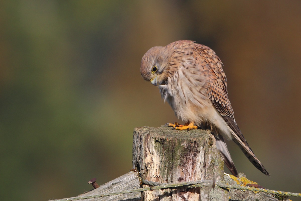 Eurasian Kestrel - ML382048061