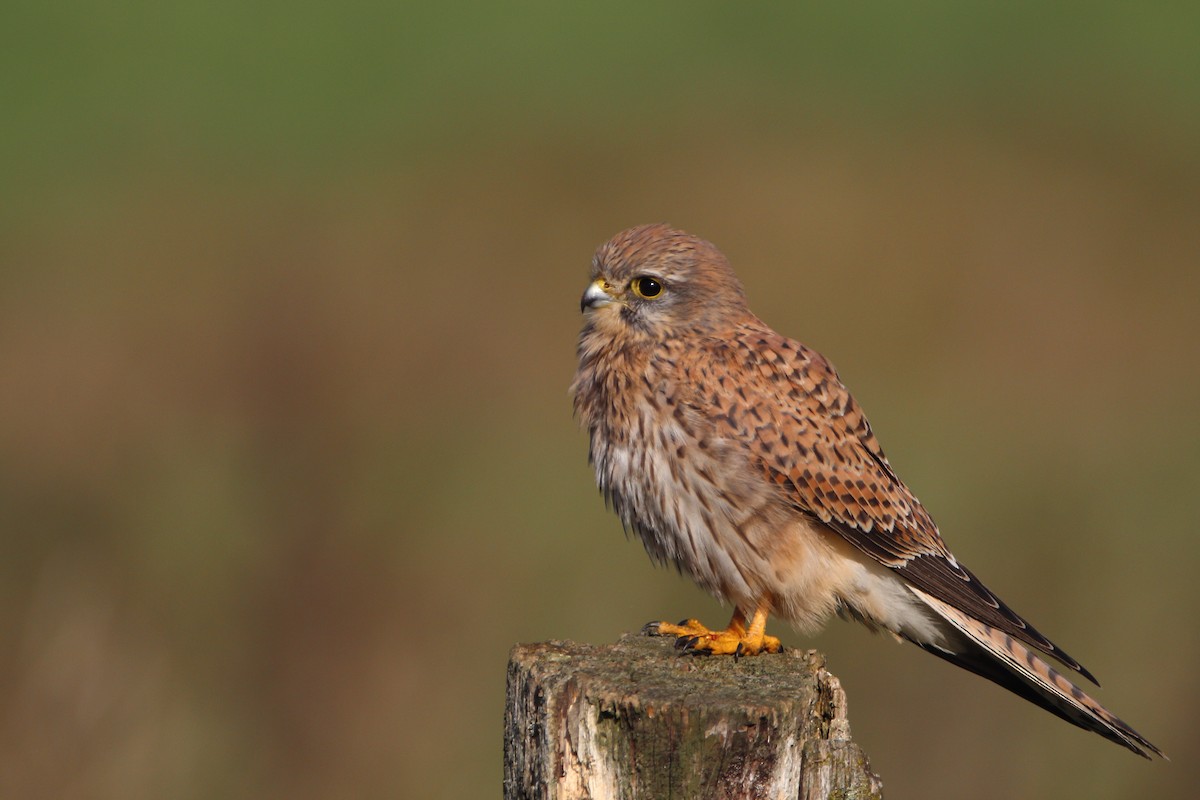 Eurasian Kestrel - ML382048071