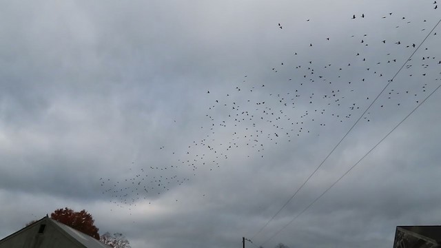 Common Grackle - ML382049001