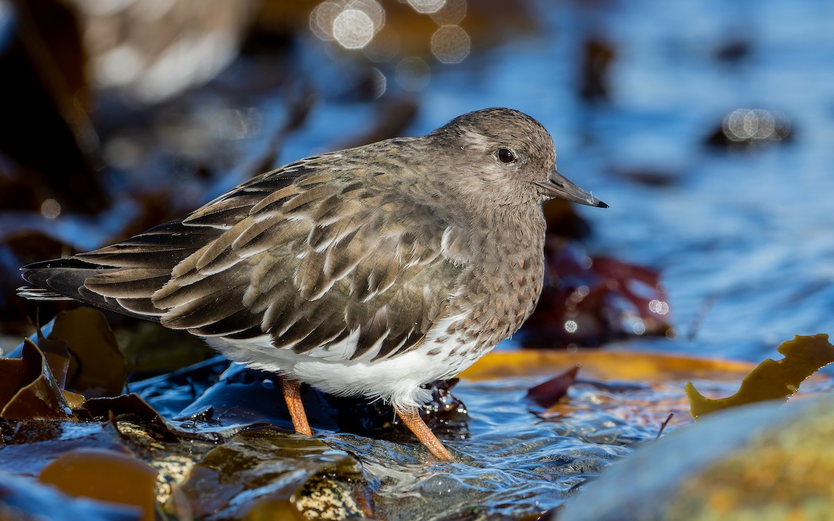 Black Turnstone - ML382050711