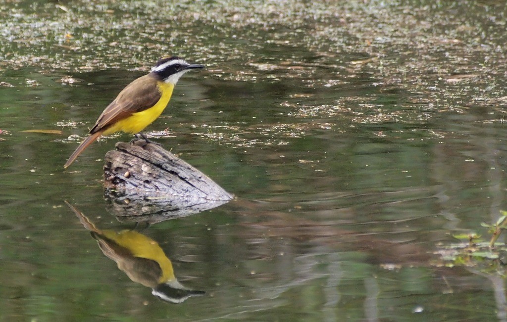 Lesser Kiskadee - Eduardo Freitez Gassán