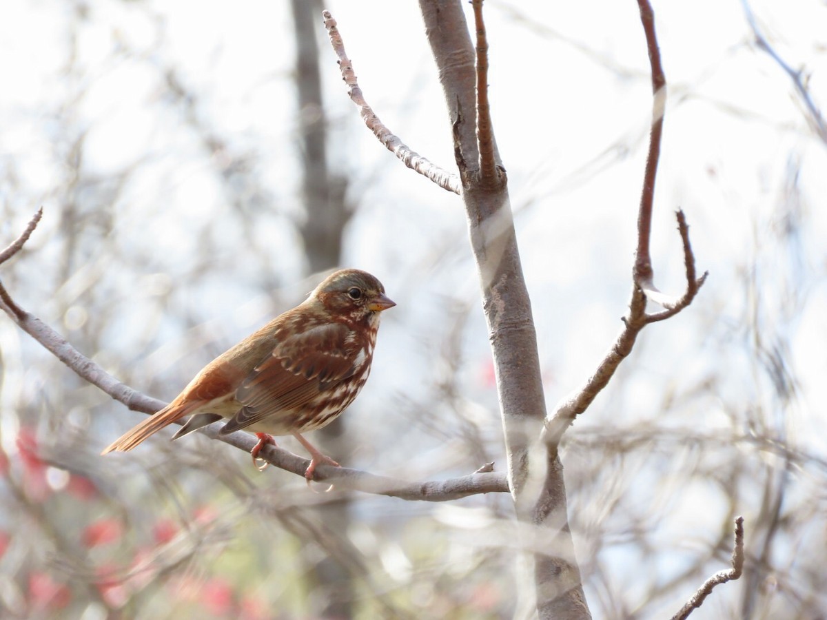 Fox Sparrow - ML382053621