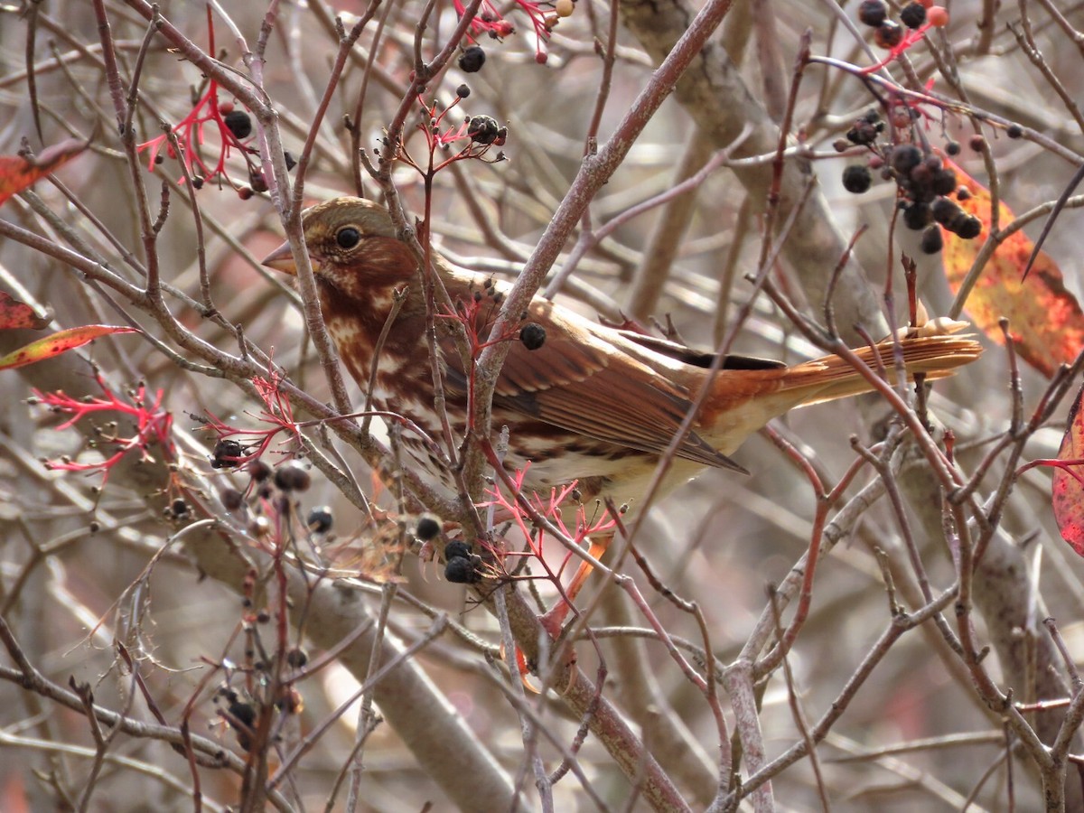 Fox Sparrow - ML382053631