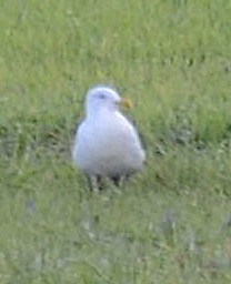 Herring Gull - ML382054531