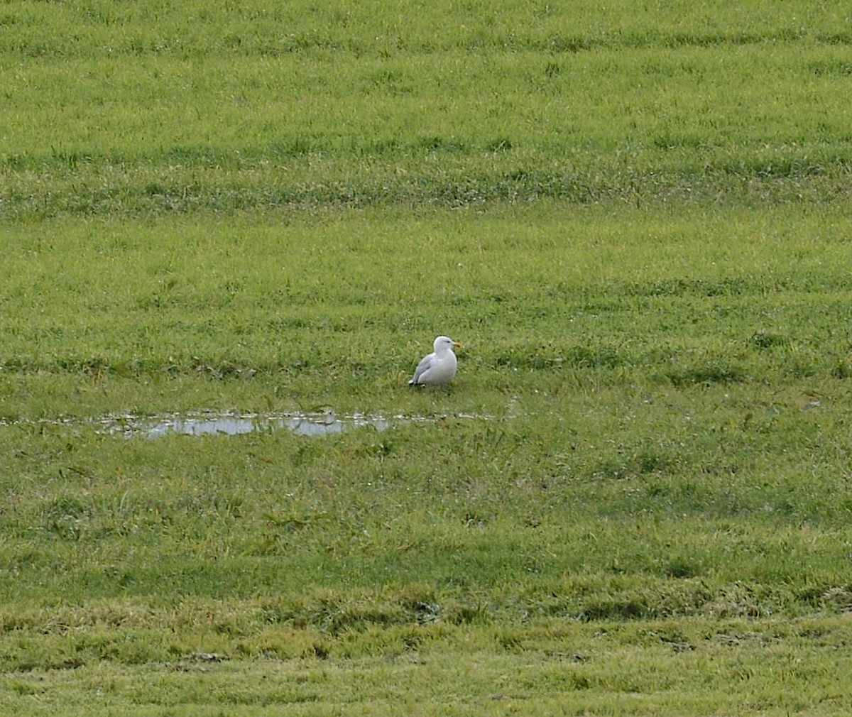 Gaviota Argéntea - ML382054561