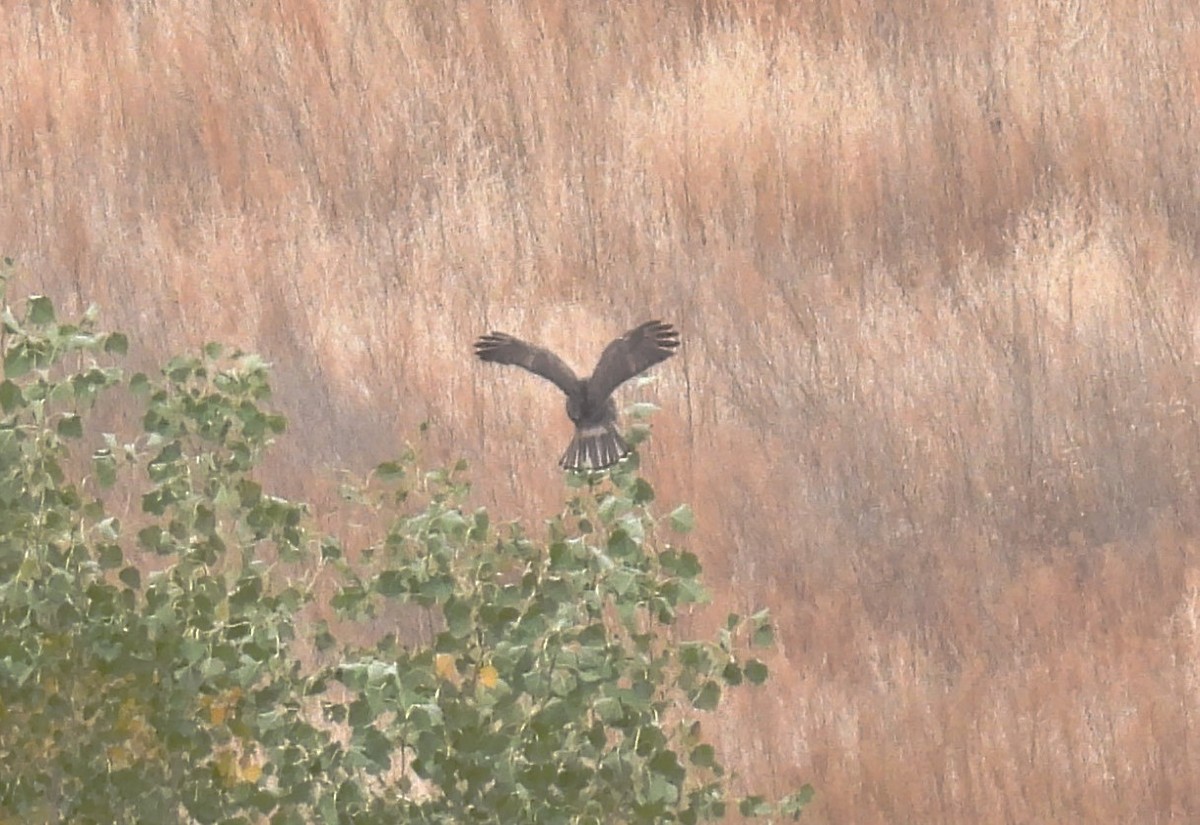 Red-tailed Hawk (Harlan's) - ML382054661