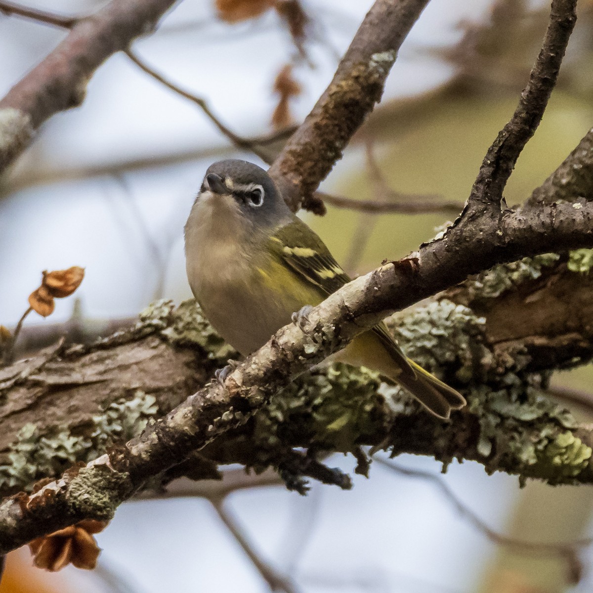 Blue-headed Vireo - ML382055661