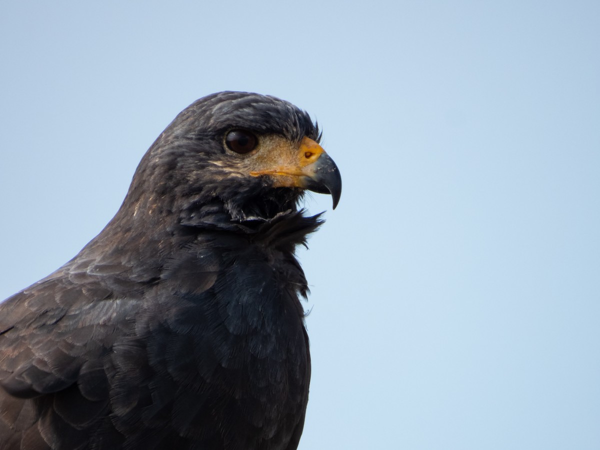 Common Black Hawk - Ivani Martínez Paredes