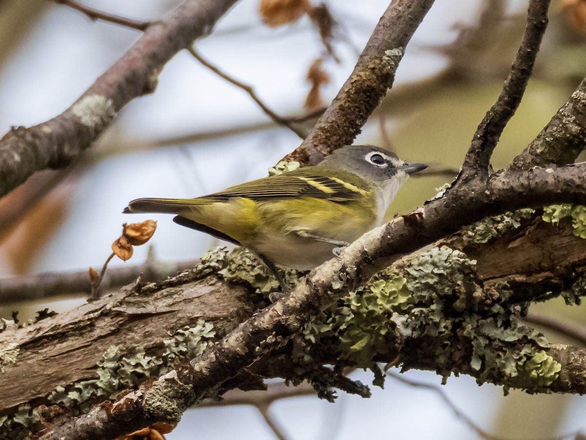 Blue-headed Vireo - ML382055711