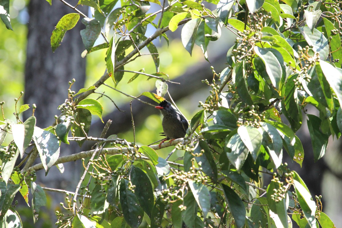 Square-tailed Bulbul (Sri Lanka) - ML382055961