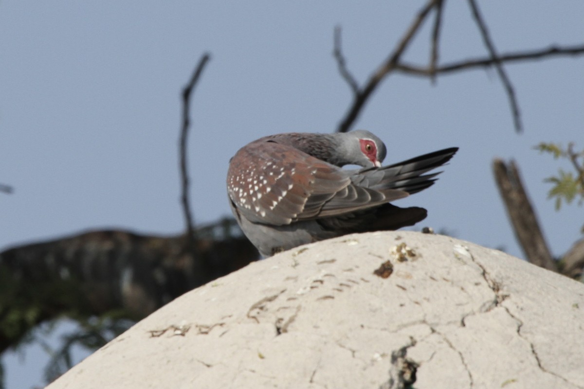 Speckled Pigeon - Carlos Villaverde Castilla