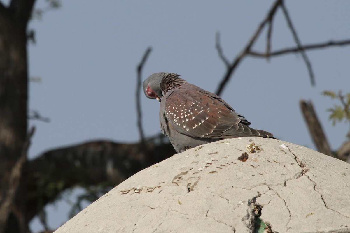 Pigeon roussard - ML382056781