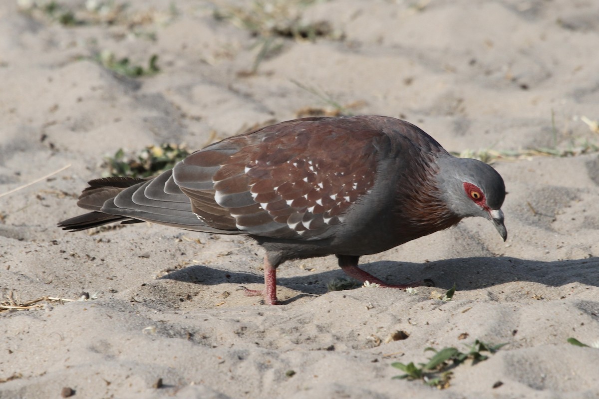 ウロコカワラバト - ML382056791