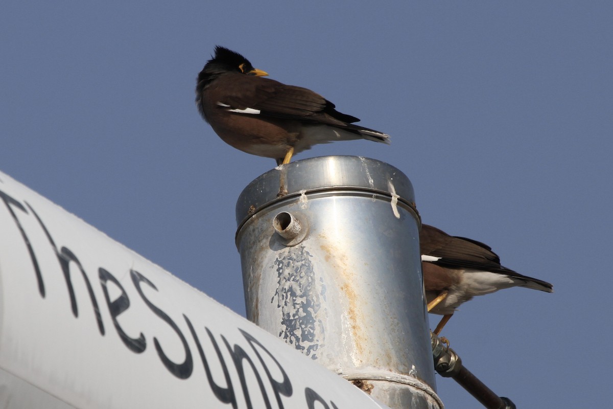 Common Myna - ML382058101