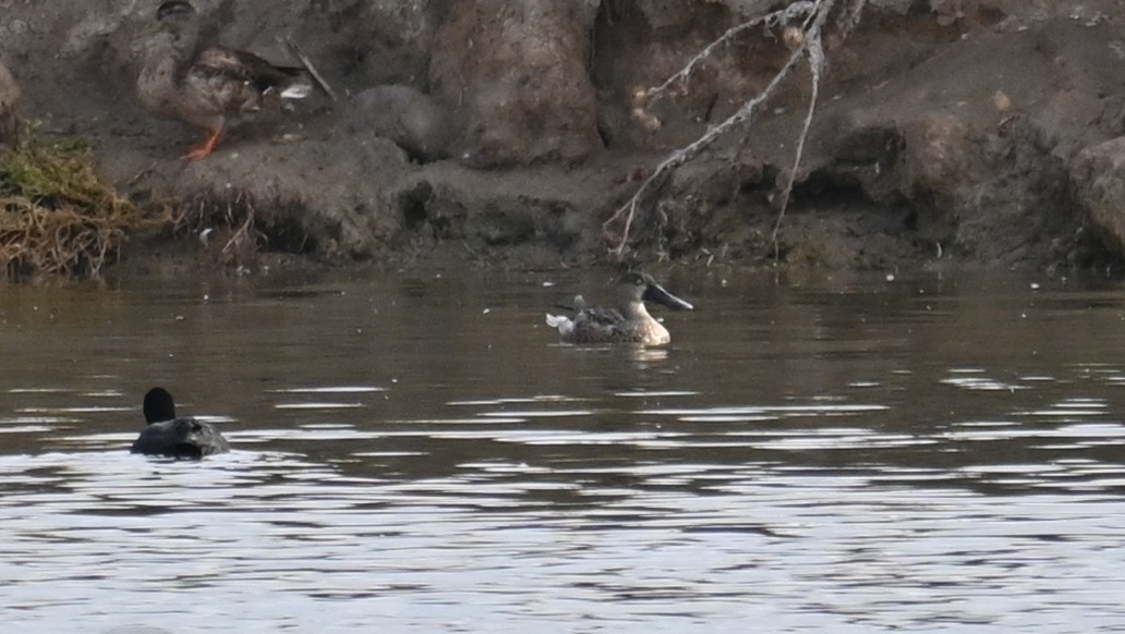 Халбага нугас - ML382059871