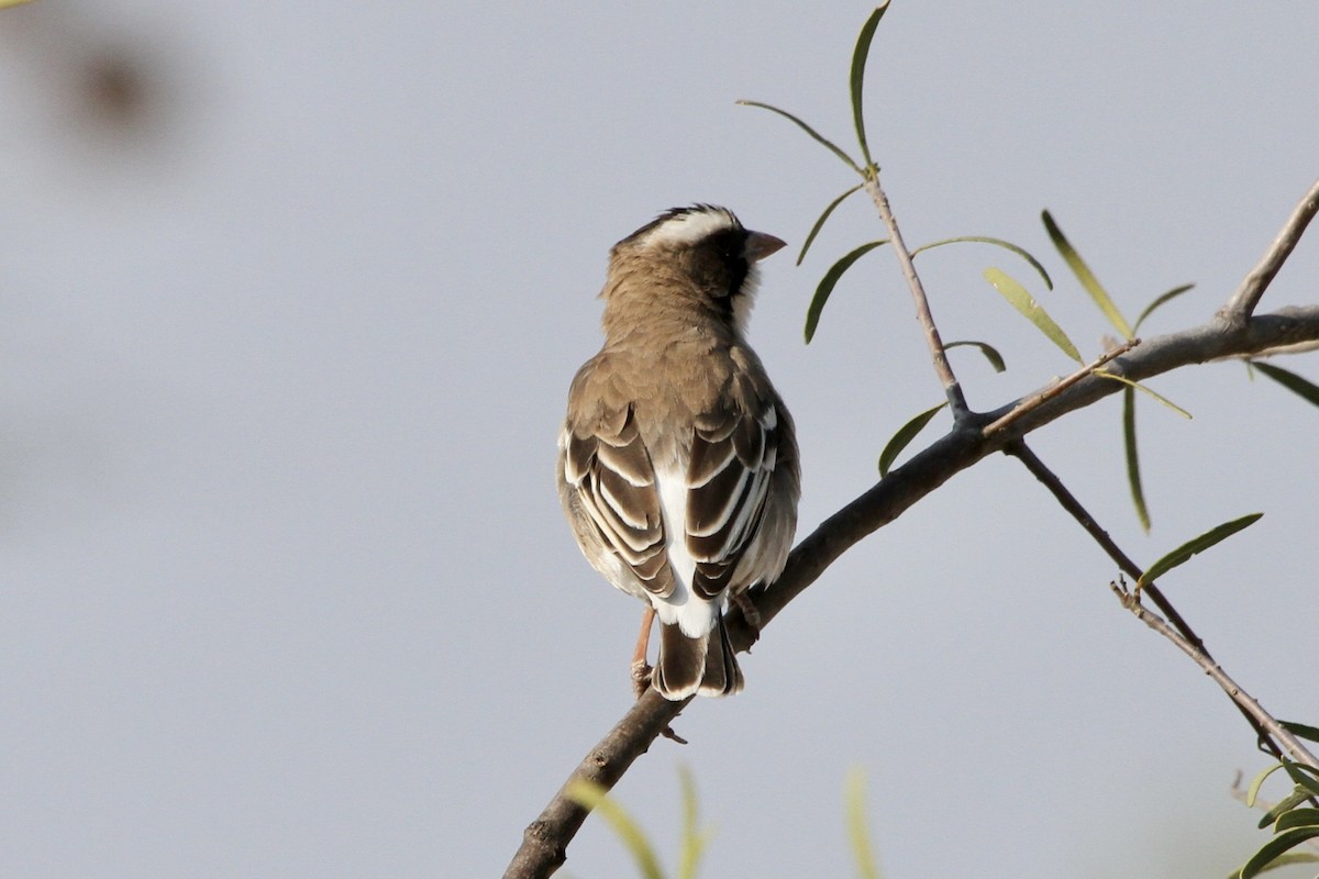 White-browed Sparrow-Weaver - Carlos Villaverde Castilla