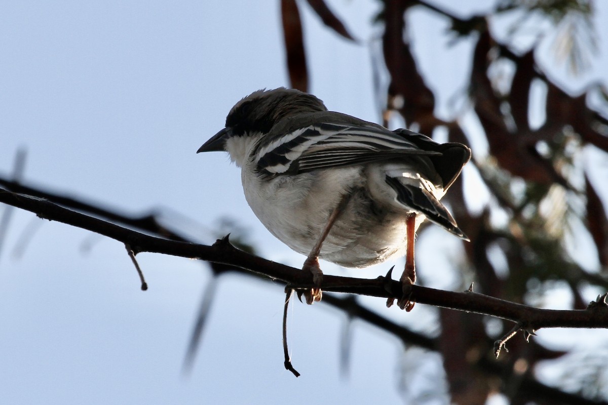 White-browed Sparrow-Weaver - Carlos Villaverde Castilla