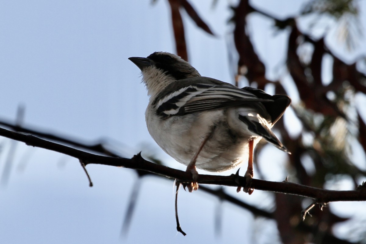 White-browed Sparrow-Weaver - ML382060081