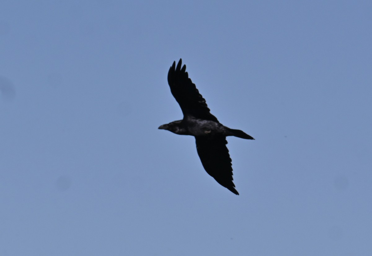 Common Raven - ML382060351