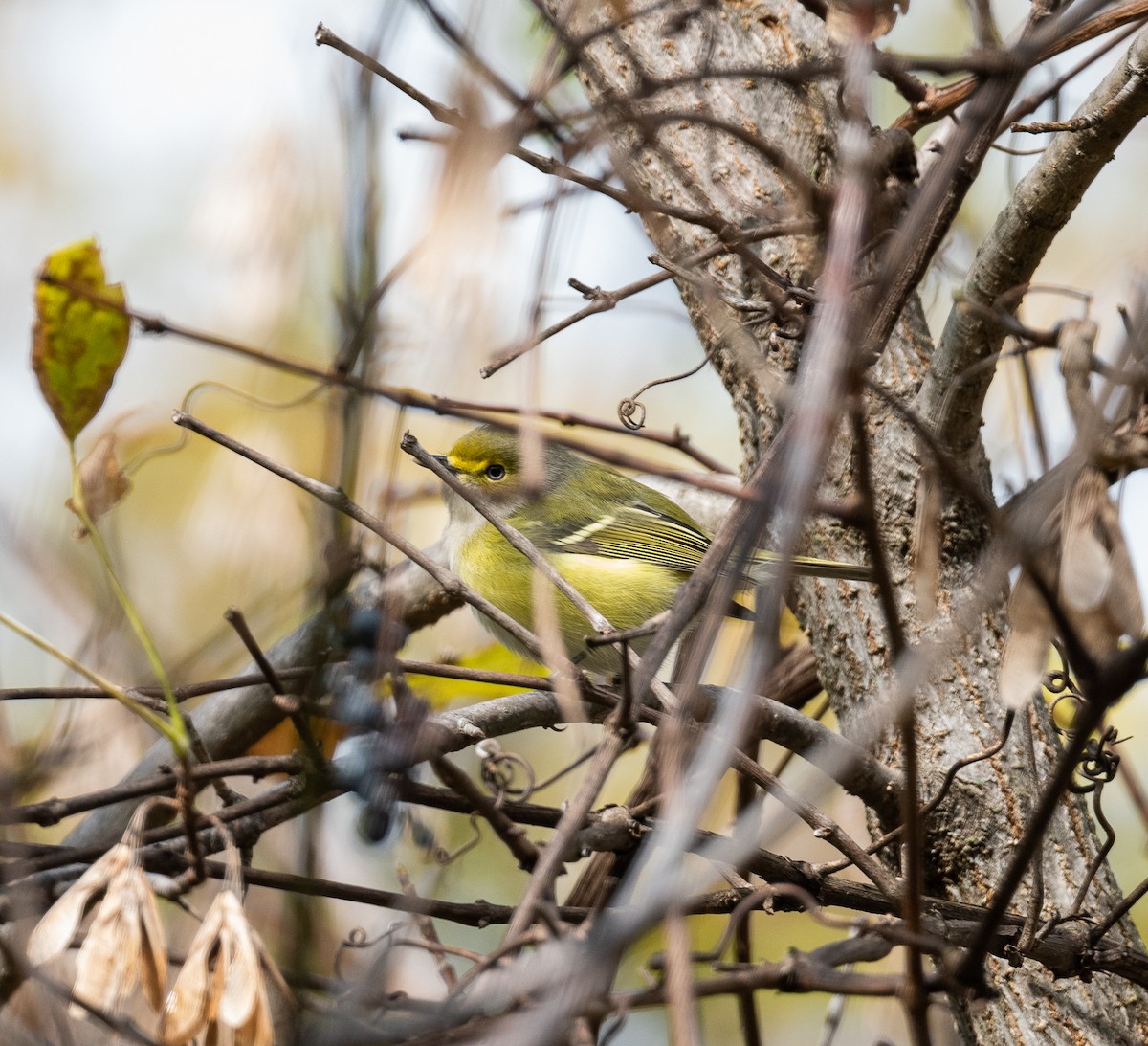 Vireo Ojiblanco - ML382062621