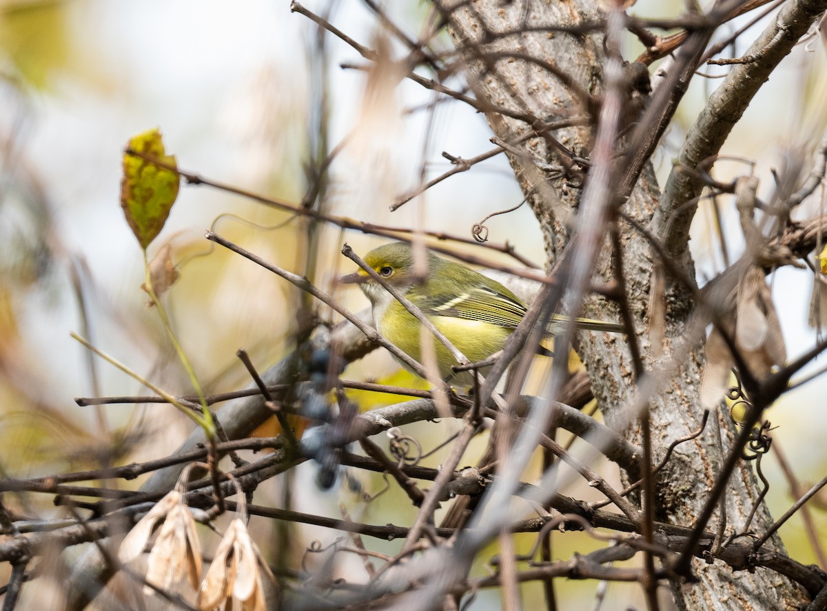 Vireo Ojiblanco - ML382062801