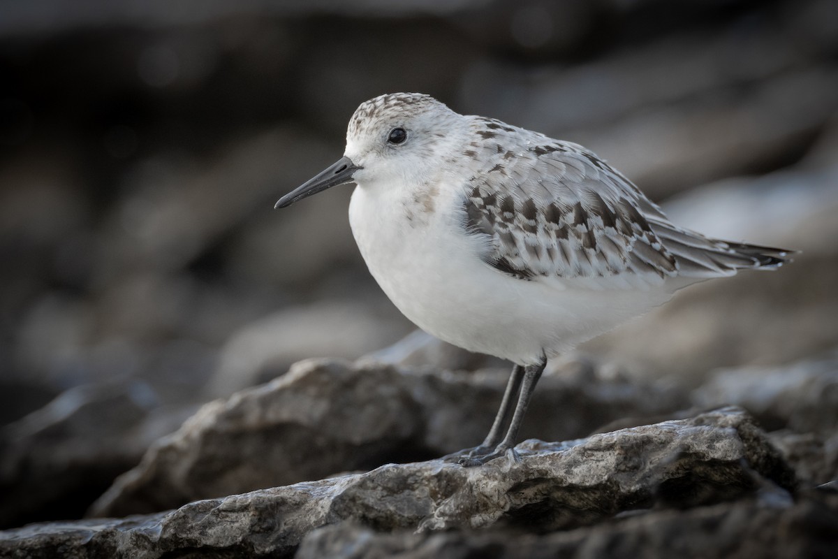 Гурвалж элсэг - ML382064081