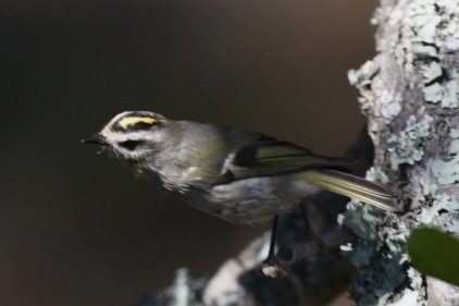 Golden-crowned Kinglet - ML382064641