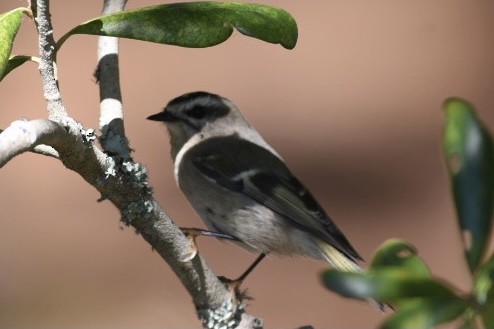 Golden-crowned Kinglet - ML382064651