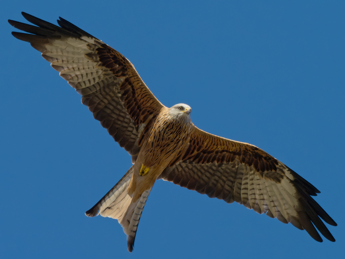 Red Kite - ML382064691
