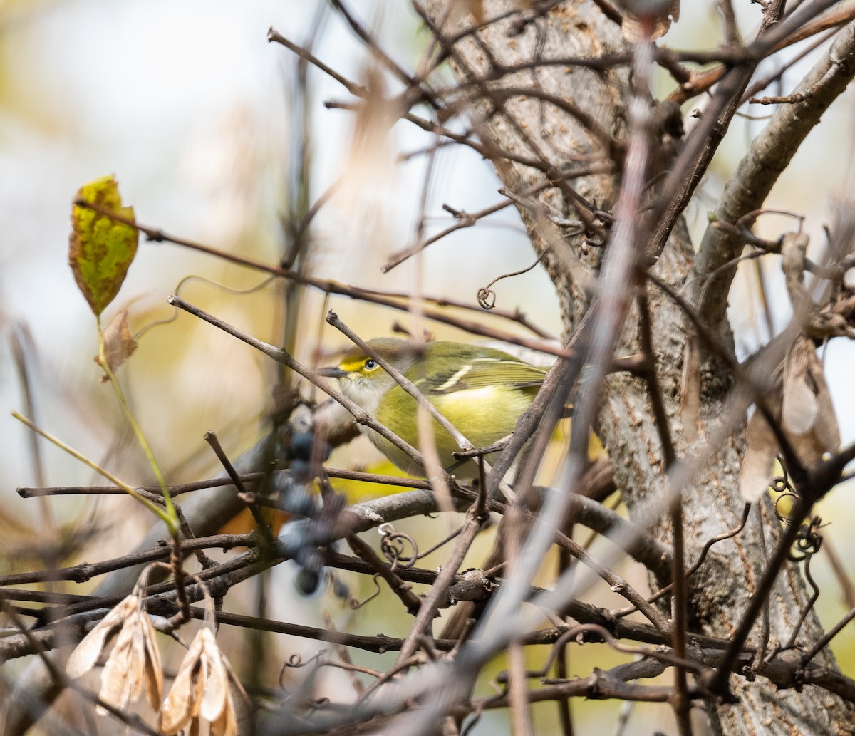 Vireo Ojiblanco - ML382064961