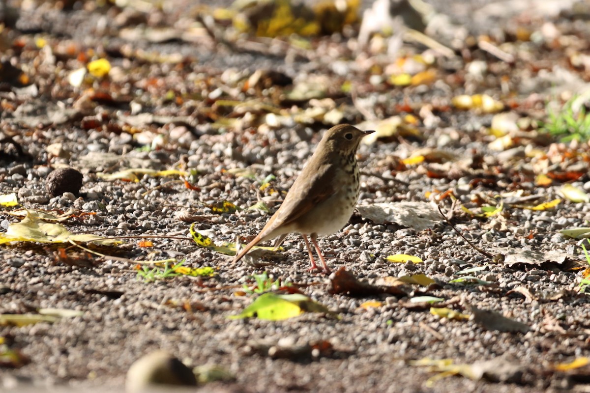 Hermit Thrush - ML382065191