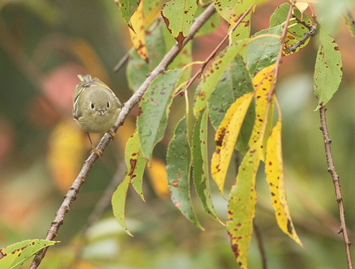 Ruby-crowned Kinglet - ML38206741