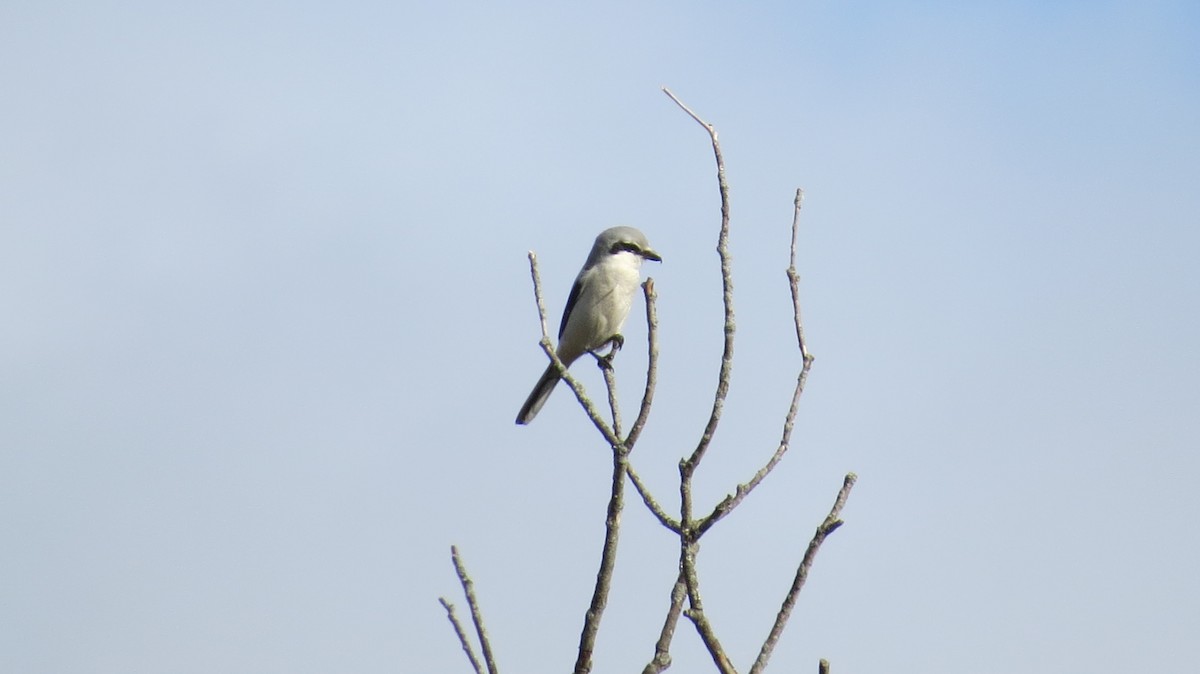 Northern Shrike - ML382067591