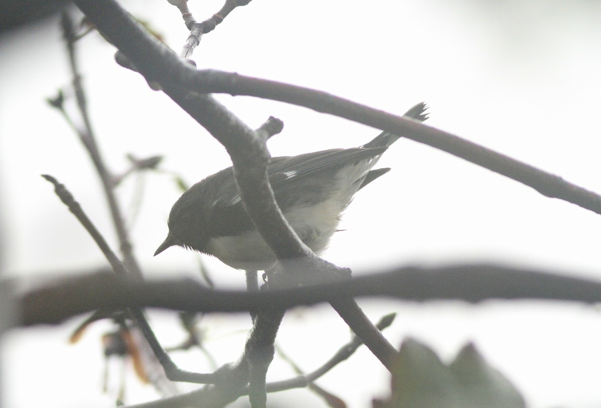 Black-throated Blue Warbler - ML38206801