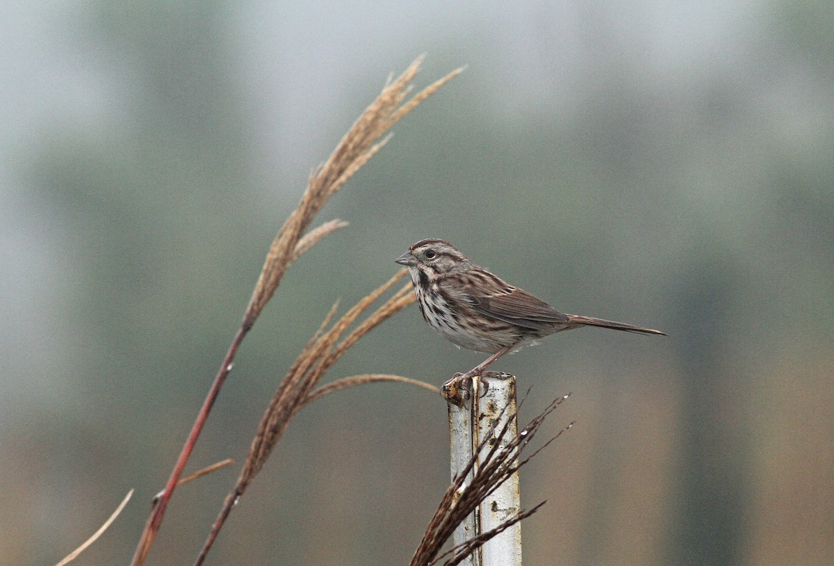 Song Sparrow - ML38206881