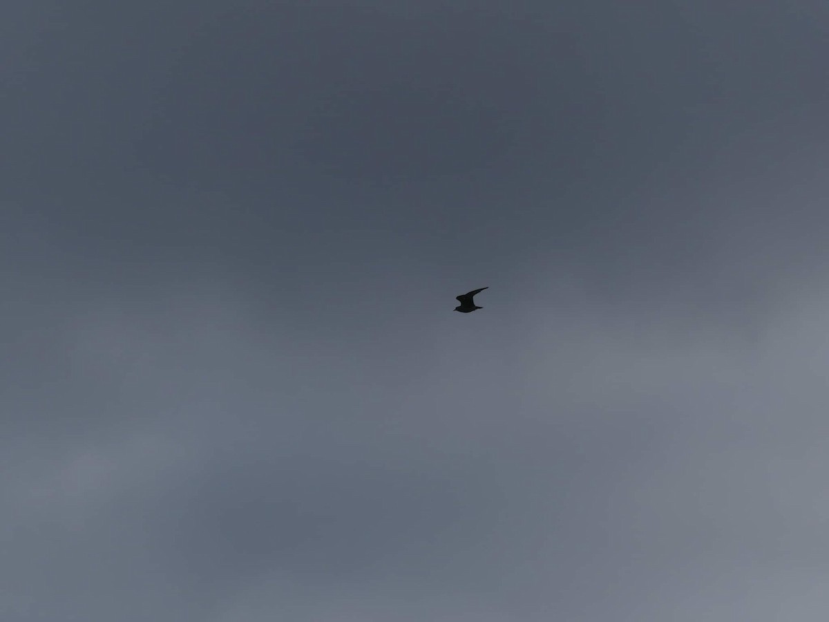 American Golden-Plover - ML382069481