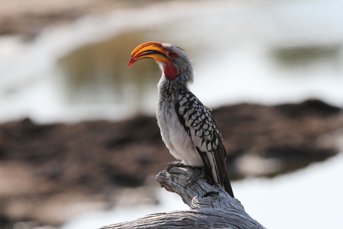 Southern Yellow-billed Hornbill - ML382070031