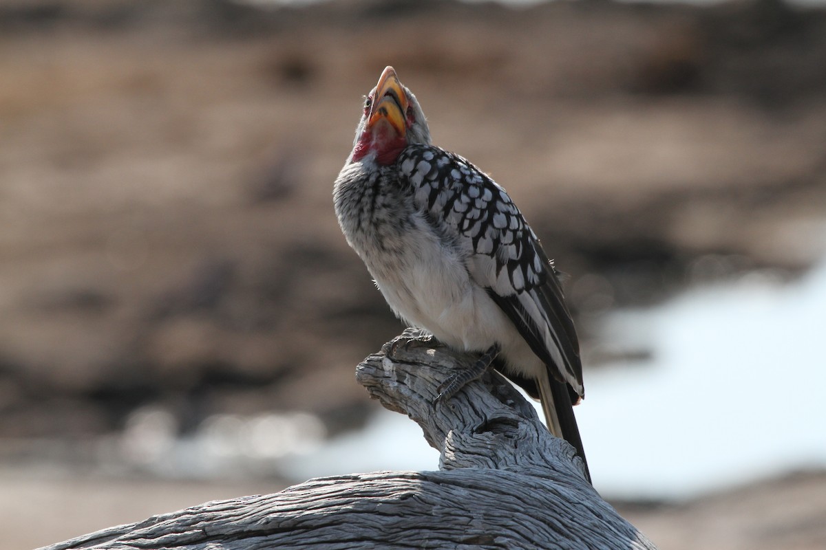 Southern Yellow-billed Hornbill - ML382070041