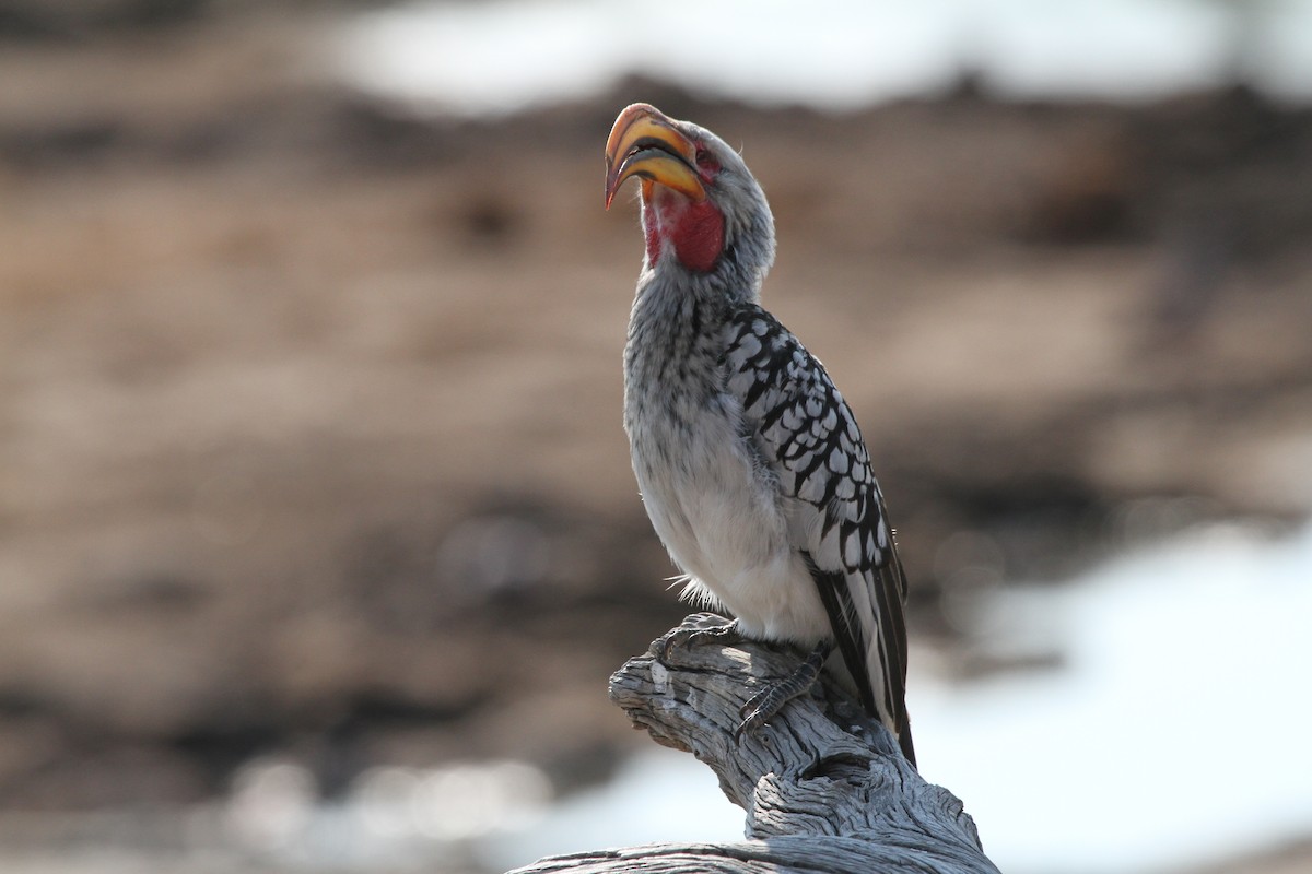 Southern Yellow-billed Hornbill - ML382070051