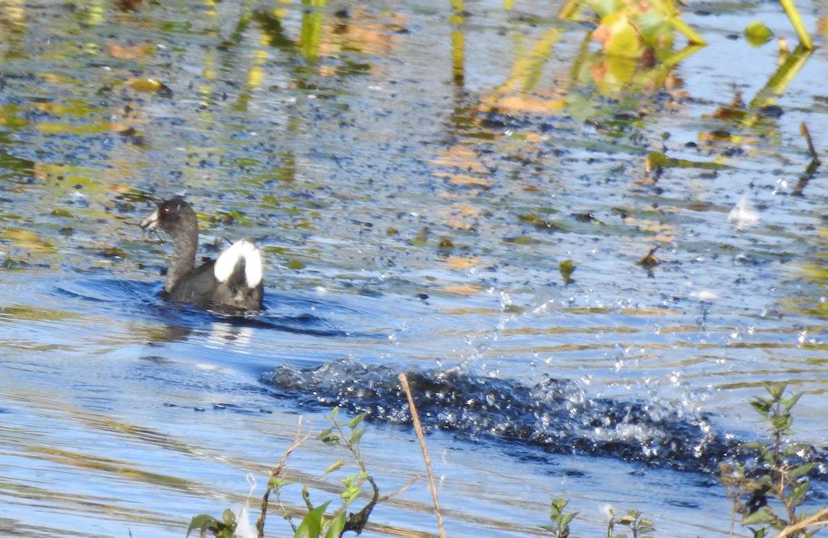 Pied-billed Grebe - Carolyn Longworth