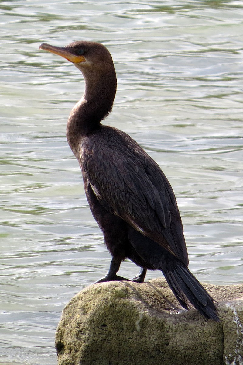 eBird Checklist - 6 Nov 2015 - Chapeño / El Rio RV Park area (LTC 081 ...